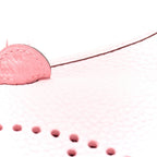 Taurillon Clemence Evelyne TPM Rose Sakura